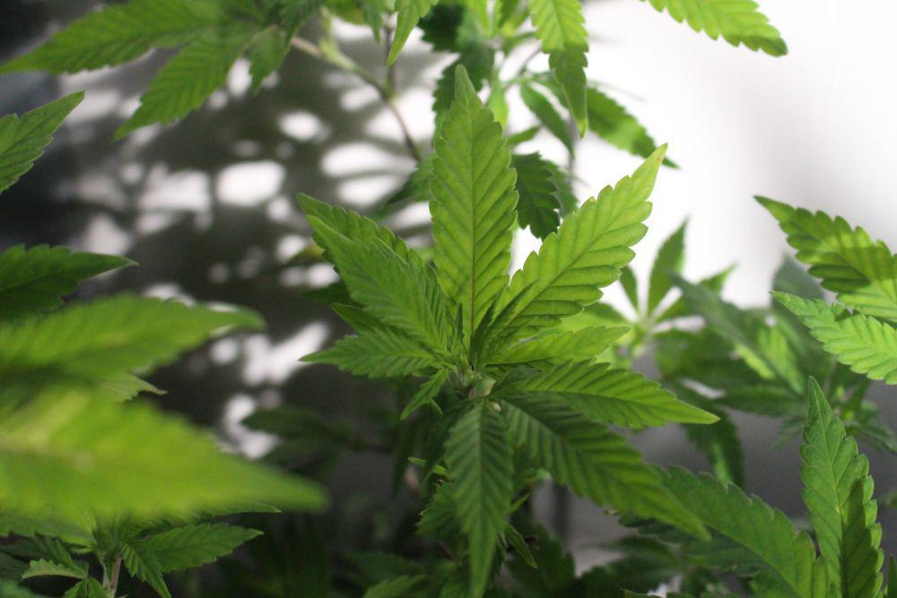 Sejarah Ganja Medis di Era Victoria, Obati Migrain hingga Nyeri Haid