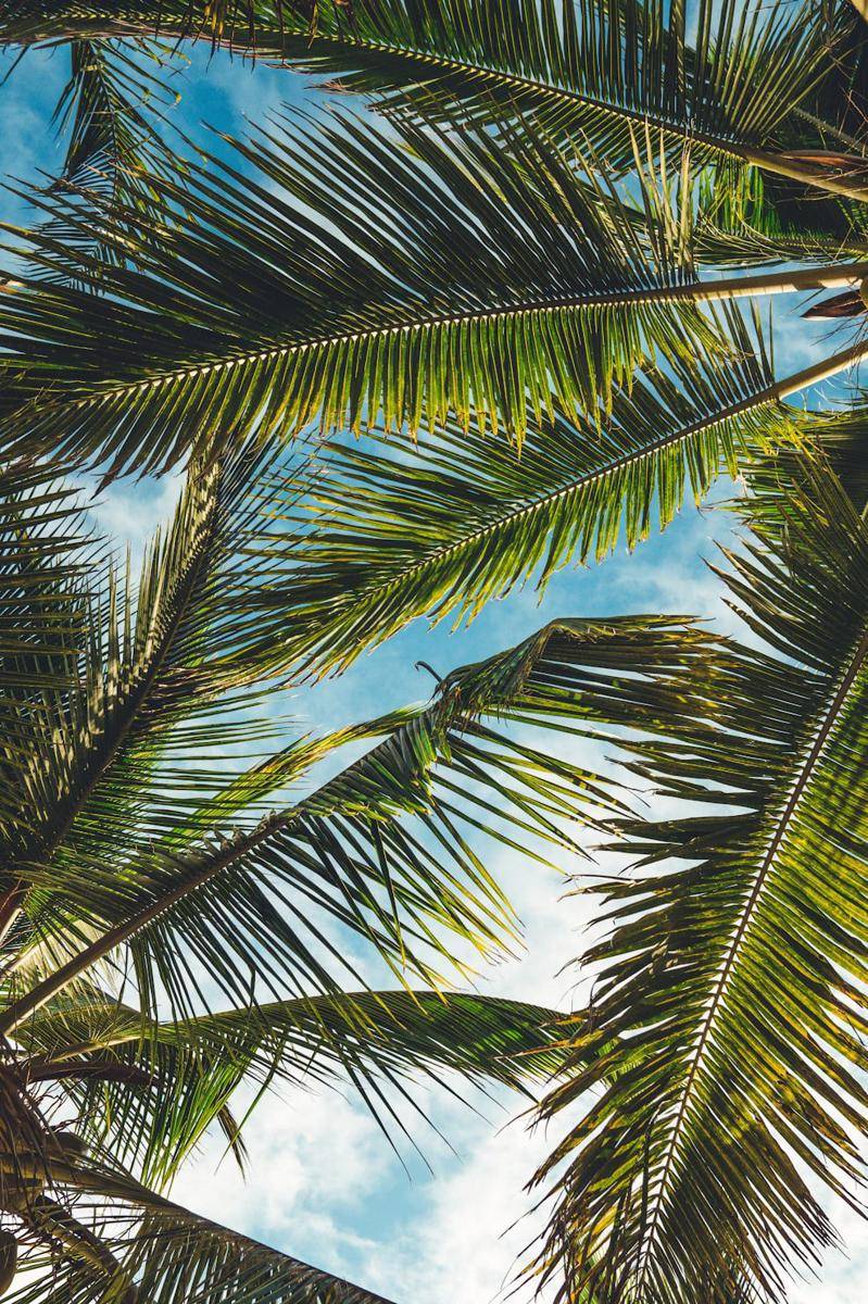 ilustrasi pohon palem (unsplash.com/Peter Fogden)