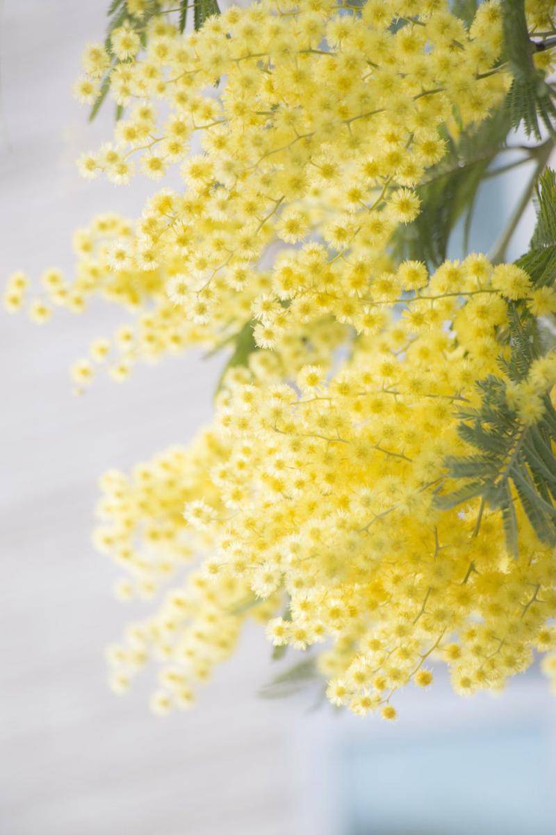 ilustrasi mimosa (unsplash.com/TOMOKO UJI)