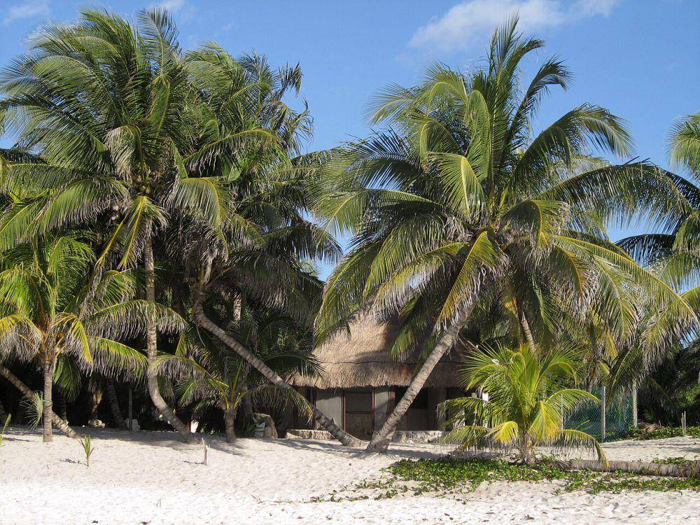 Pohon kelapa (commons.wikimedia.org/Nicholas Hartmann)