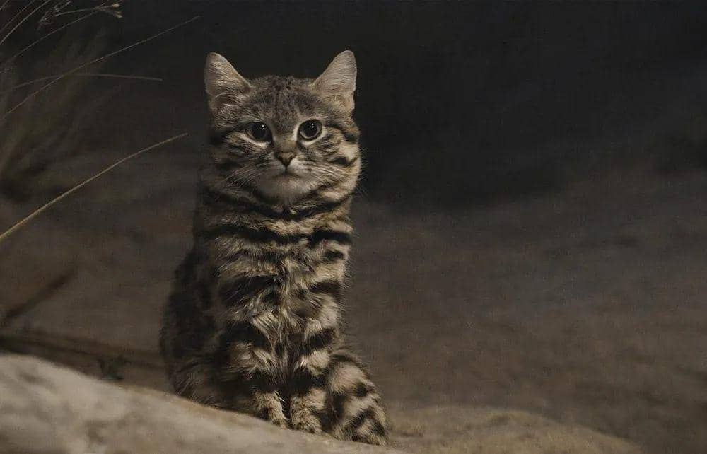 7 Fakta Black Footed Cats, Kucing Kecil tapi Paling Mematikan