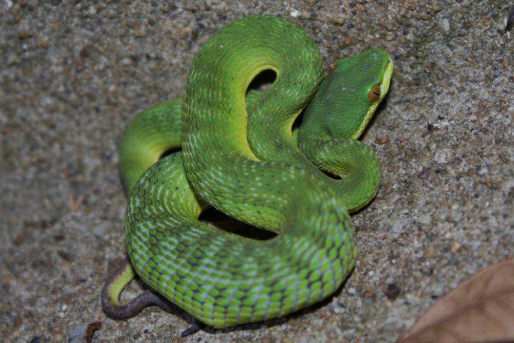 Ular viper pohon (commons.wikimedia.org/Thomas Brown)