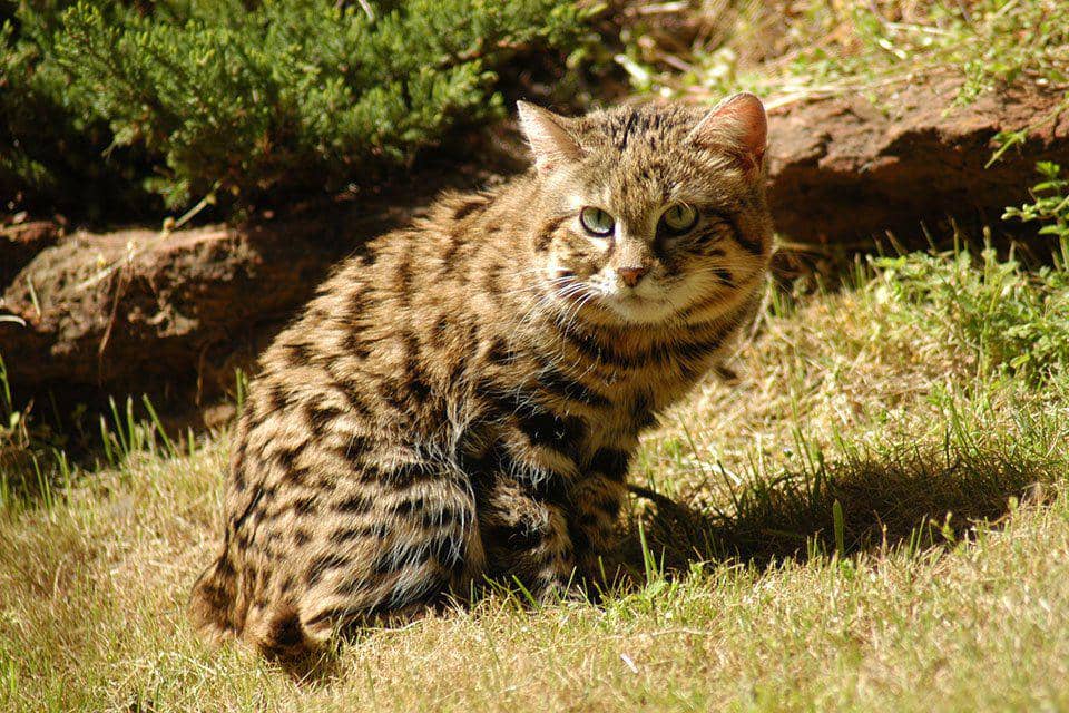 black-footed cats (bigcatrescue.org/LaWanna-Mitchell)