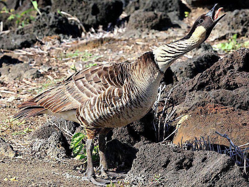 angsa hawaii bersuara (commons.wikimedia.org/peterwchen)