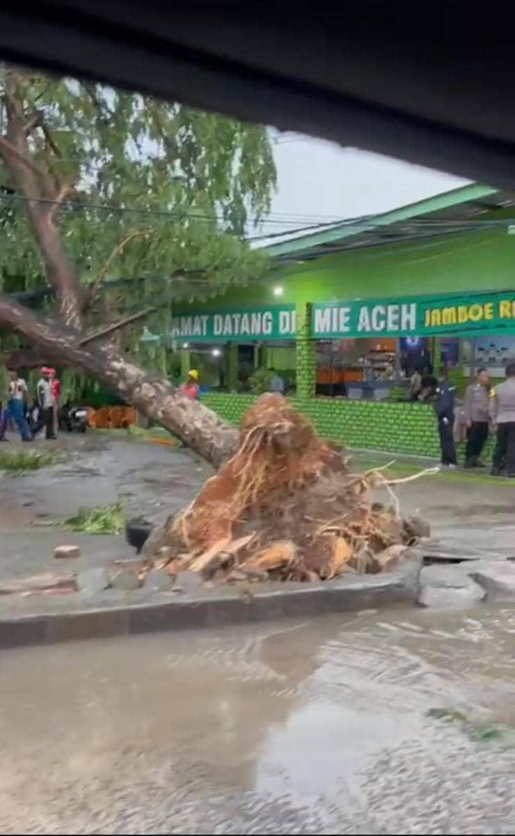 Pohon tumbang di Bandar Lampung. (IDN Times/Istimewa)