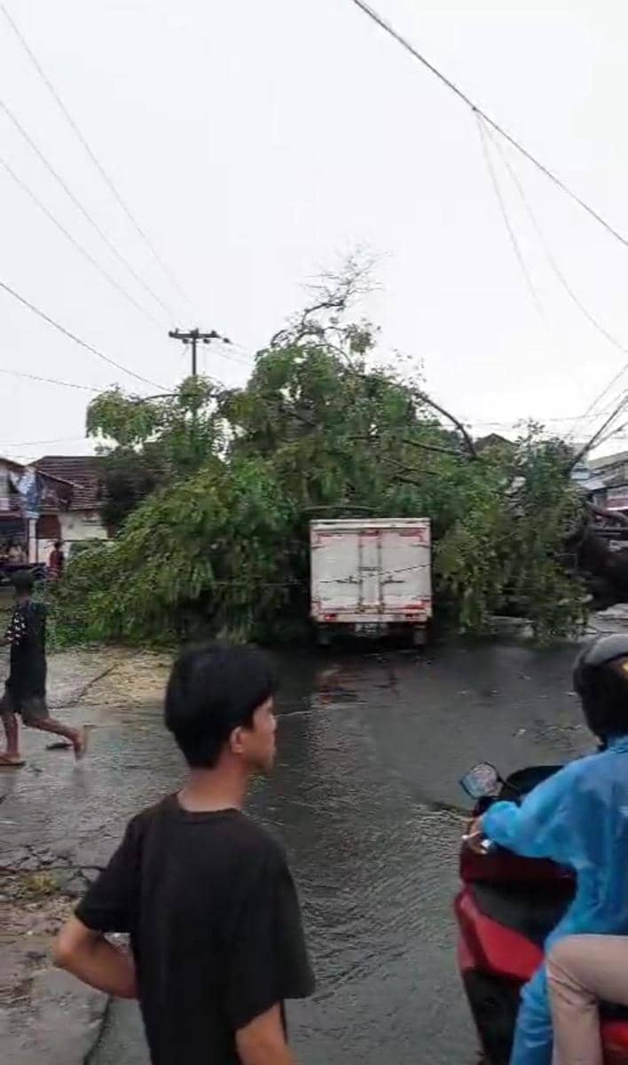 Tangkap layar pohon tumbang di Bandar Lampung. (IDN Times/Istimewa)