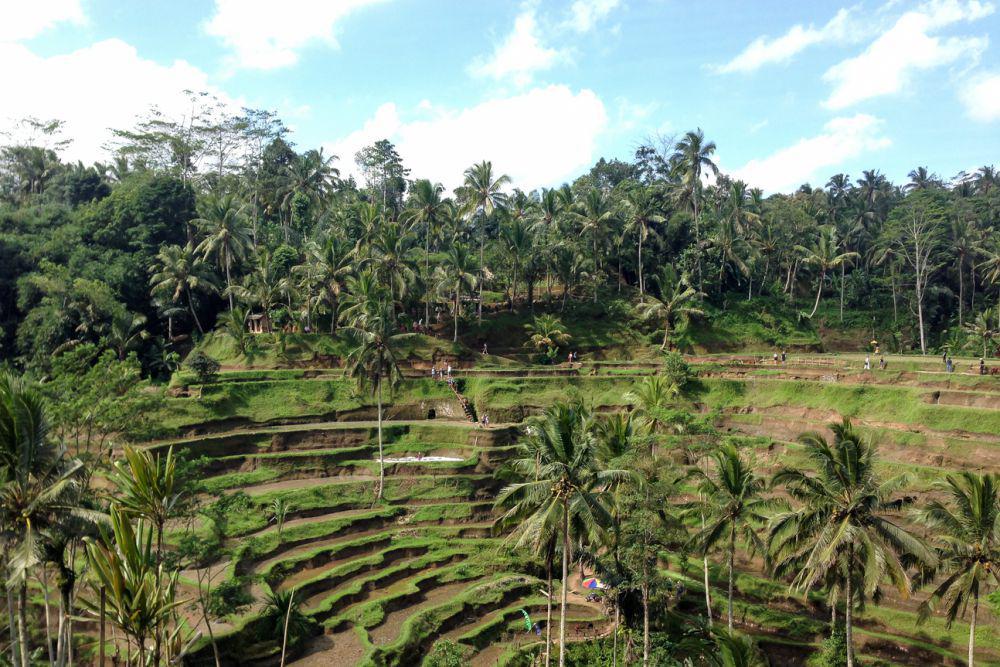 5 Tempat Makan Nuansa Alam di Tegallalang yang Bikin Tenang