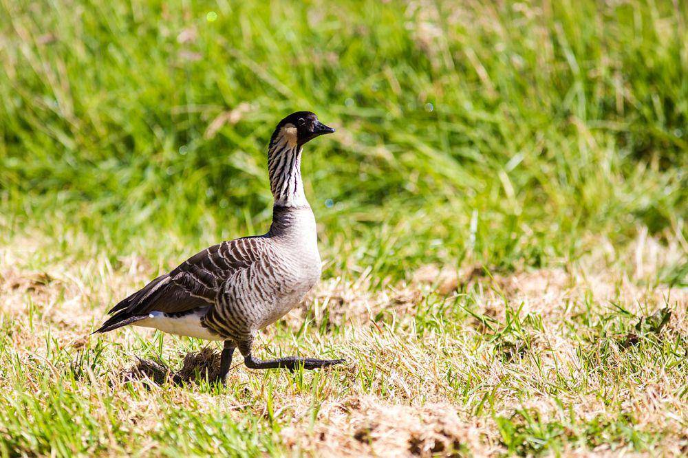angsa hawaii berjalan (commons.wikimedia.org/Melissa McMasters)