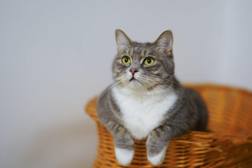 8 Kebiasaan Kucing yang Sering Bikin Pemiliknya Heran, Ini Alasannya!