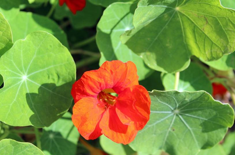 ilustrasi nasturtium (pixabay.com/_Alicja_)