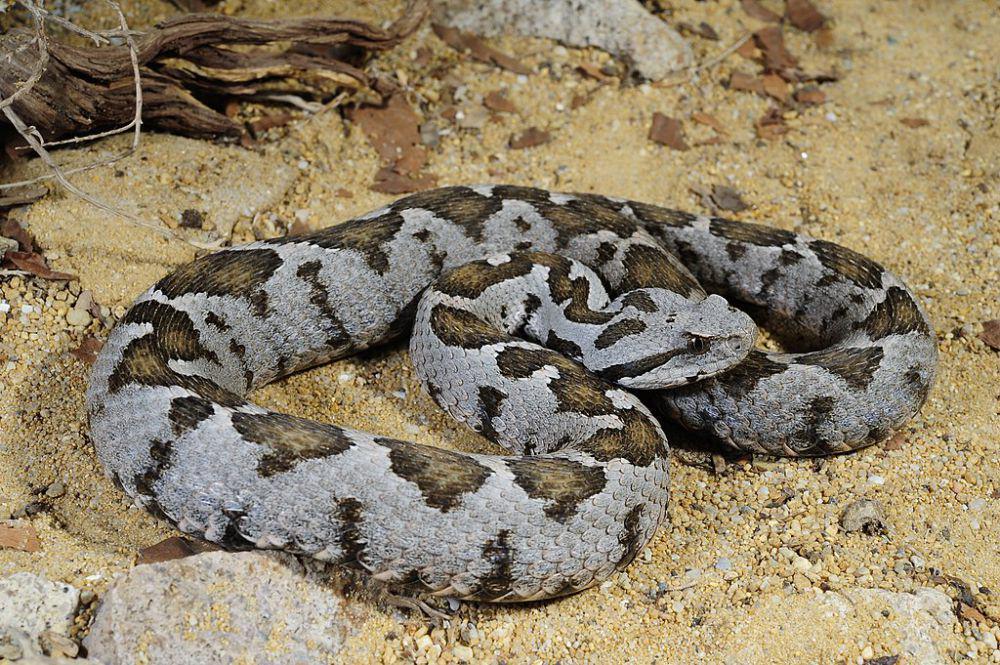 5 Ular Berbisa dari Genus Montivipera yang Hidup di Asia dan Eropa