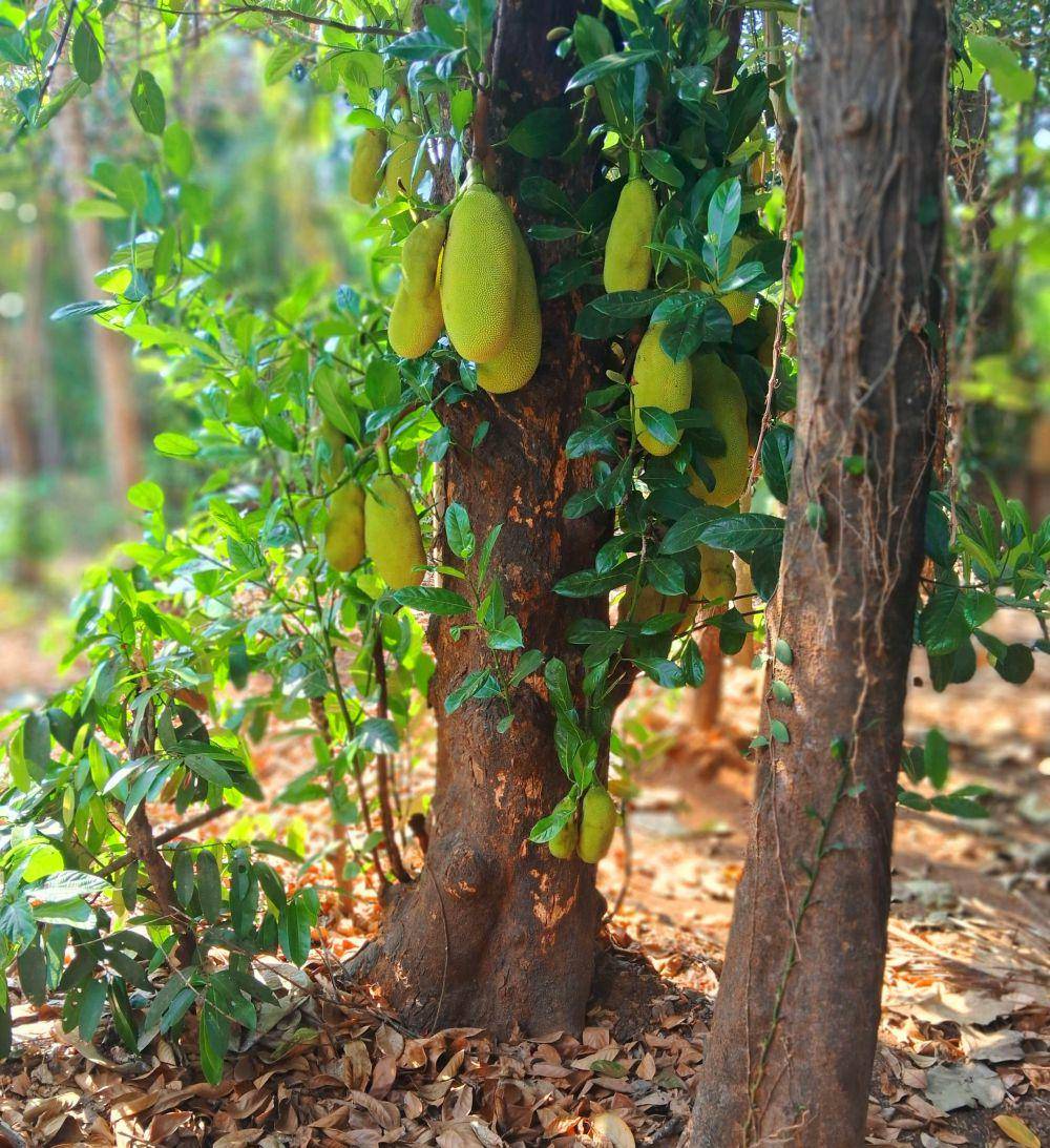 ilustrasi pohon nangka yang kuat (unsplash.com/Adarsh PG)