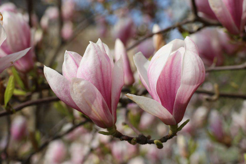 ilustrasi bunga magnolia (unsplash.com/andreea_a)