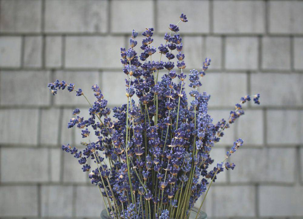 ilustrasi bunga lavender (unsplash.com/dallasreedy)
