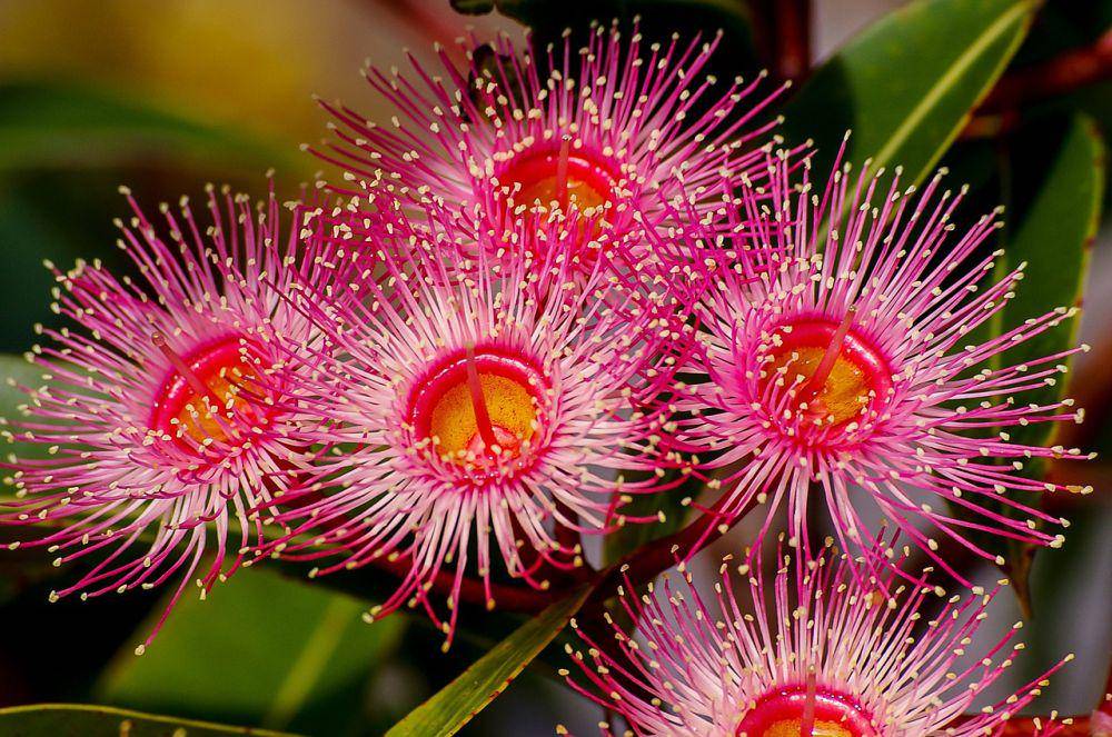 ilustrasi bunga eucalyptus (pixabay.com/sandid)