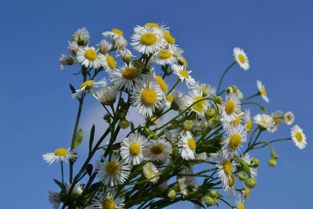 ilustrasi bunga chamomile (unsplash.com/eugenegrunge)
