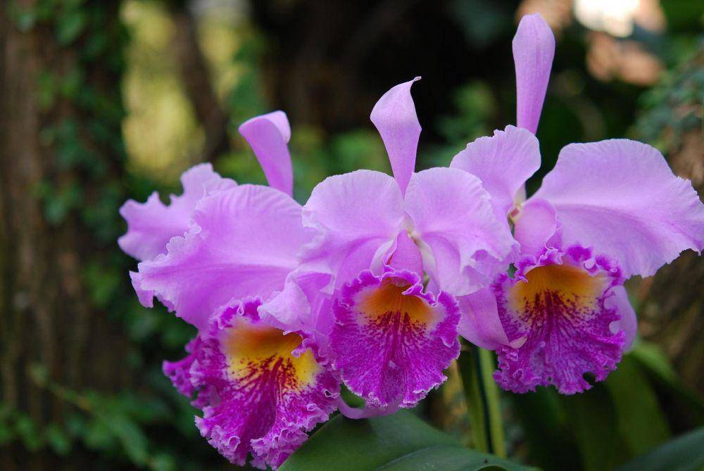 ilustrasi bunga anggrek cattleya (pixabay.com/ortrun_lenz)