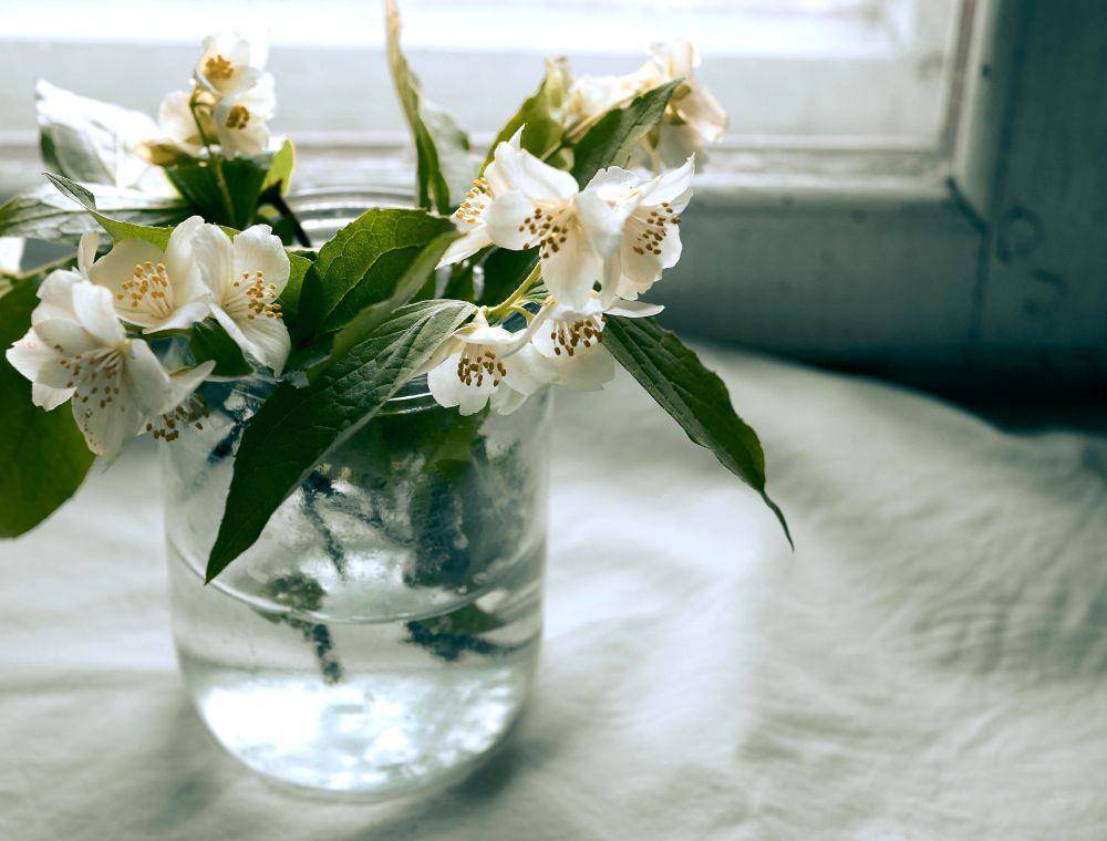 ilustrasi bunga jasmine (pixabay/pixabay)