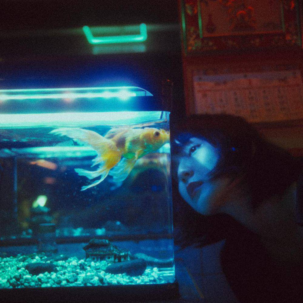 Ilustrasi aquarium kecil (pexels.com/Khoa Võ)