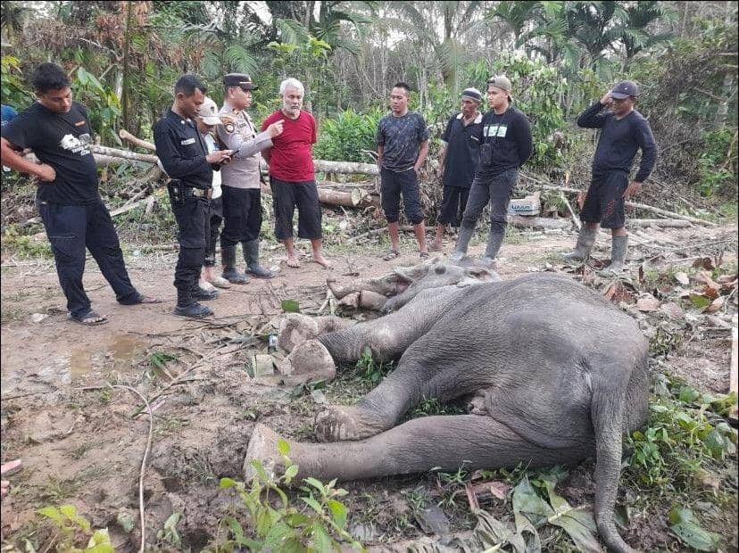 Gajah Betina Mati di Aceh Timur, Diduga Keracunan