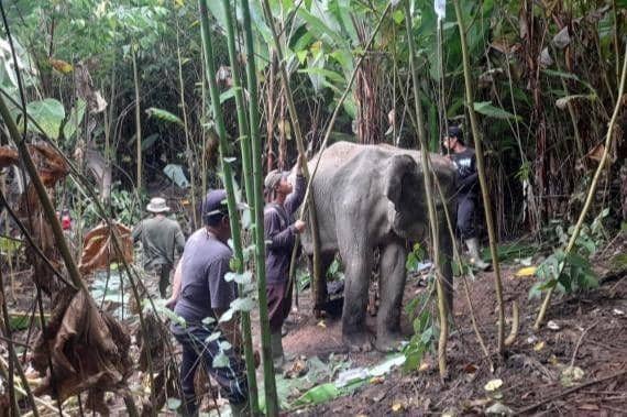 Gajah Sumatera ditemukan mati di Kabupaten Aceh Timur. (Dokumentasi BKSDA Aceh untuk IDN Times)
