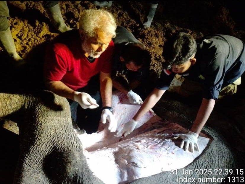 Gajah Sumatera ditemukan mati di Kabupaten Aceh Timur. (Dokumentasi BKSDA Aceh untuk IDN Times)