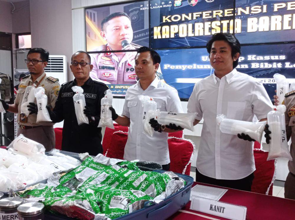 Polisi Gagalkan Penyelundupan 11.543 Benih Lobster Tujuan Singapura
