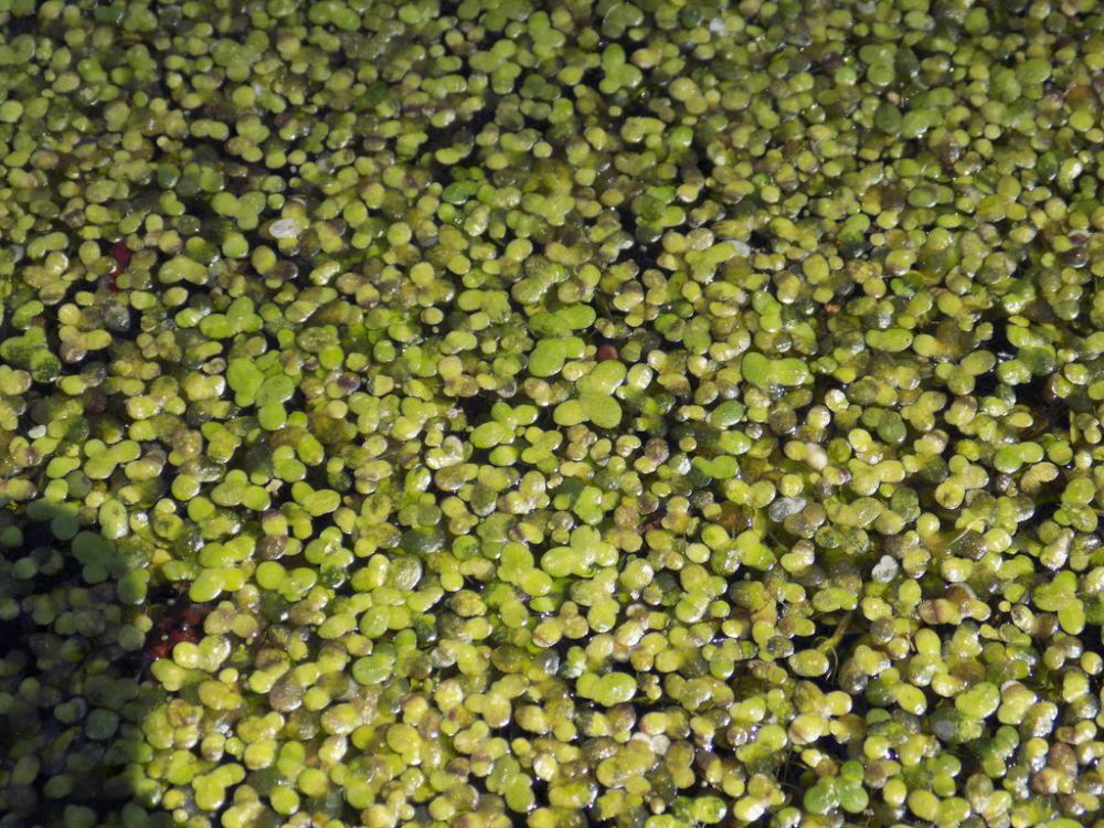 5 Spesies Tanaman Duckweed, Flora Akuatic Terkecil Di Dunia