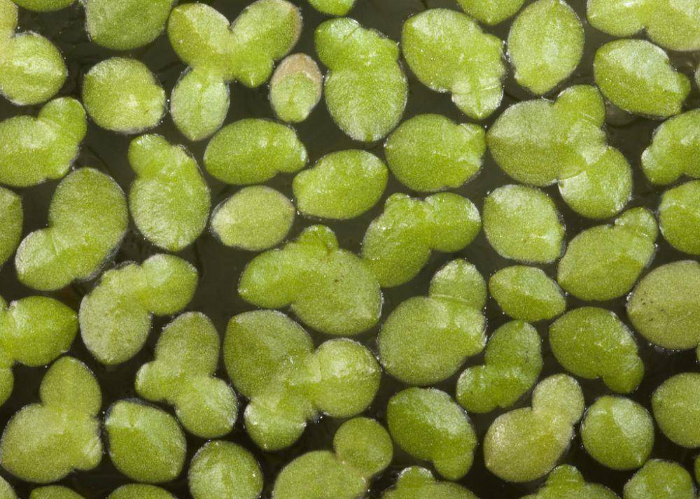 ilustrasi Lemna aequinoctialis (inaturalist.org/Kevin Thiele)