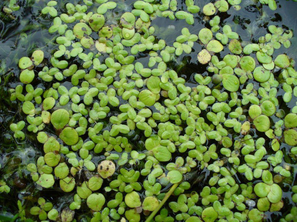 ilustrasi Lemna minor (inaturalist.org/eduard_garin)
