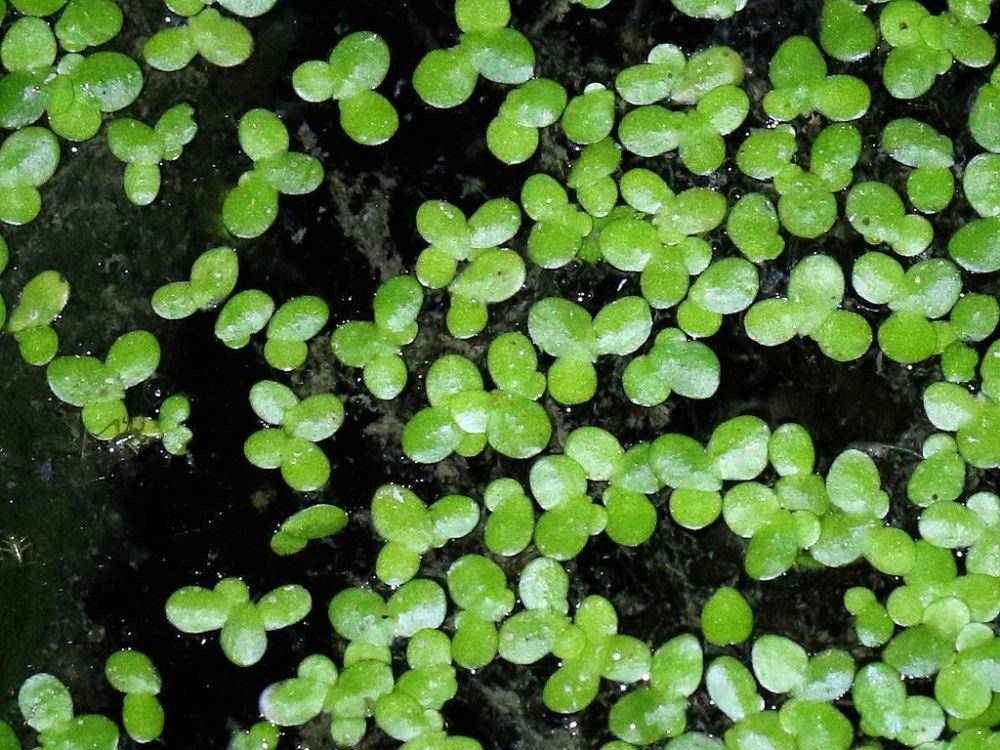 ilustrasi Lemna minuta (inaturalist.org/jaykeller)