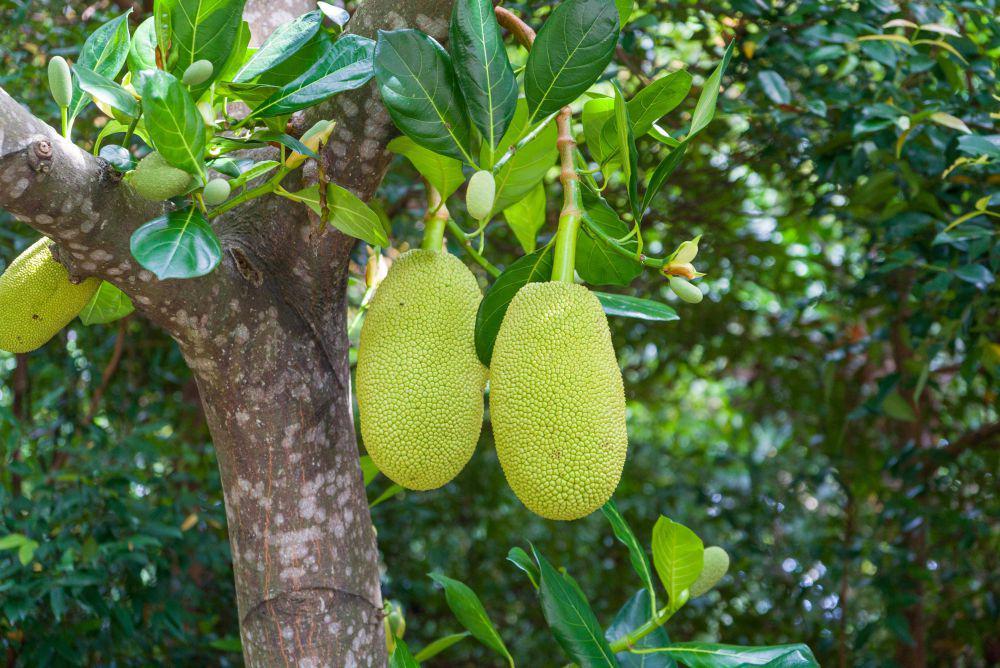 5 Fakta Menarik Pohon Nangka, Bisa Dijadikan Mebel Berkualitas