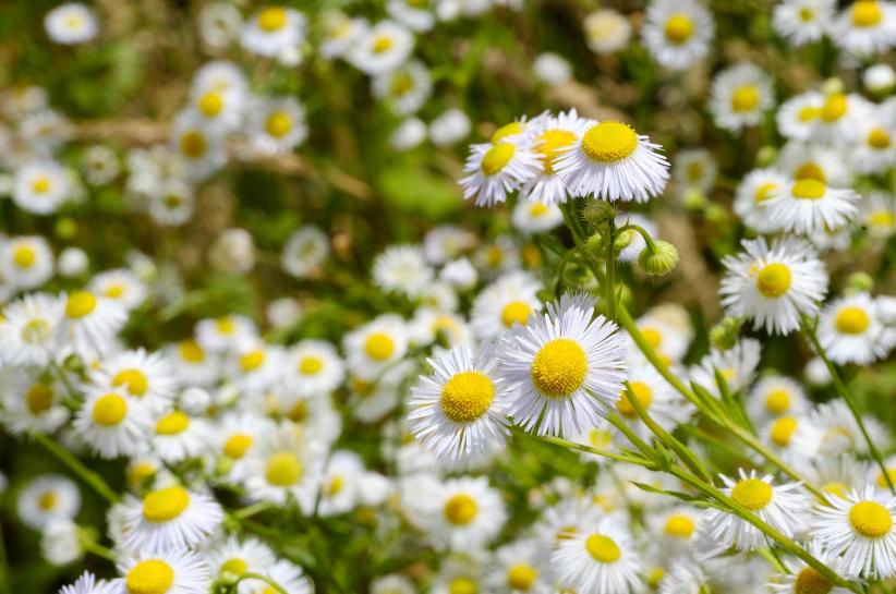 5 Tanaman Hias Aromatik yang Bisa Dijadikan Teh Herbal di Rumah