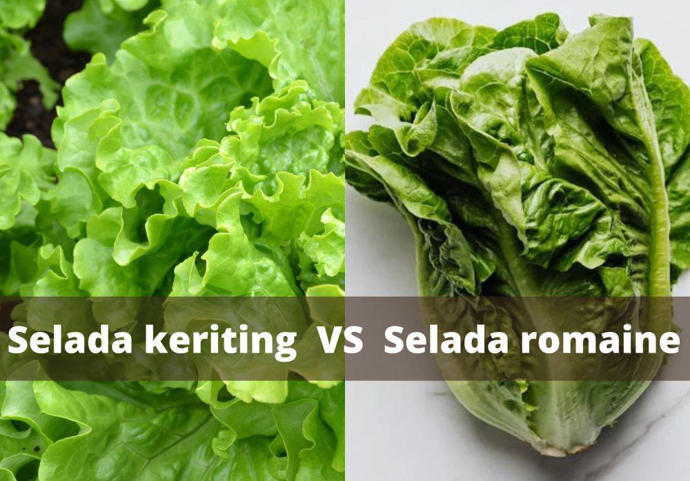3 Perbedaan Selada Keriting dan Selada Romaine yang Perlu Kamu Tahu