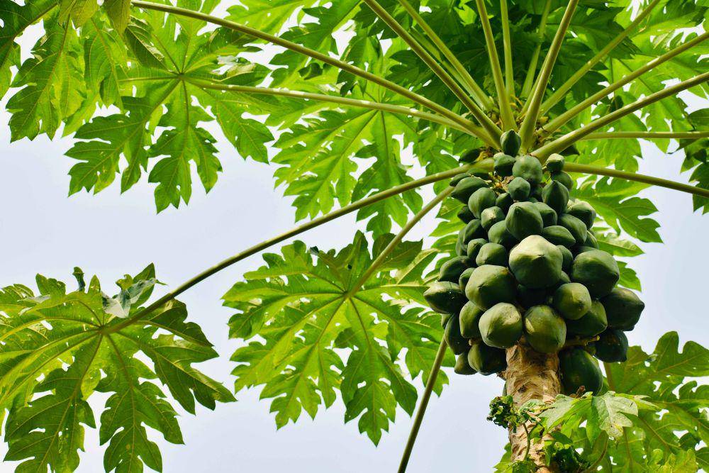 ilustrasi pohon pepaya (pexels.com/BLAXTAR ESSENTIALS)