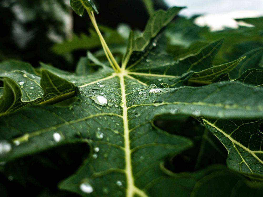 ilustrasi daun pepaya (unsplash.com/Yosafat Herdian)