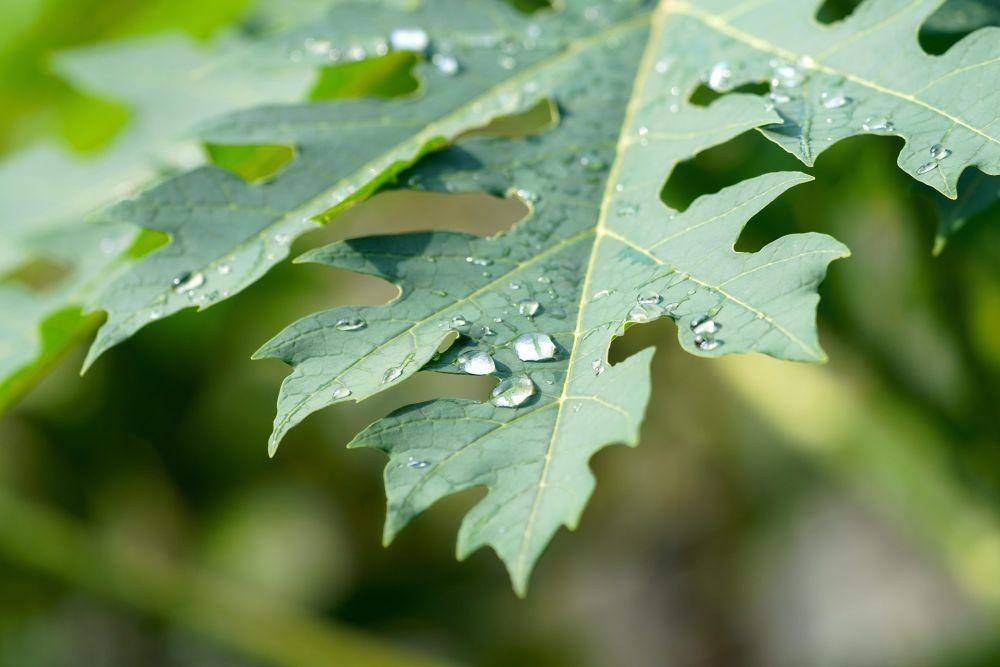 ilustrasi daun pepaya (pixabay.com/ignartonosbg)