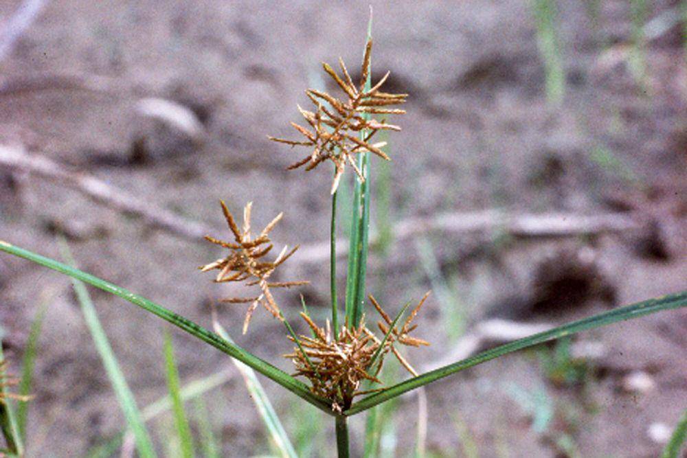 ilustrasi rumput teki (commons.wikimedia.org/Douglas Ladd)
