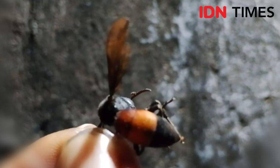 Tawon vespa yang diduga sengat Sumarni saat cari rumput. IDN Times/ Riyanto.