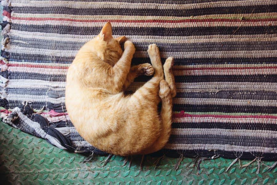 Kenapa Kucing Tidur Menutup Muka? Berikut Alasannya