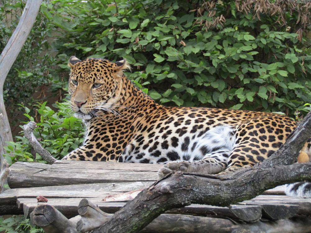 Macan tutul jawa (commons.wikimedia.org/Vachovec1)