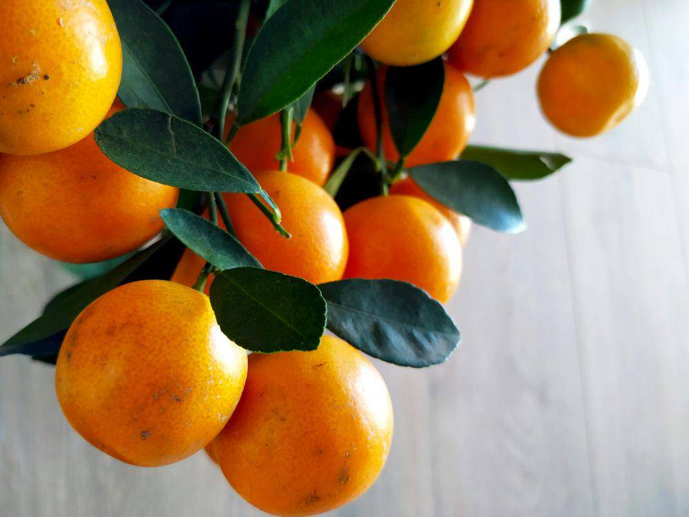 Ilustrasi buah jeruk (pexels.com/Bogdan Krupin)