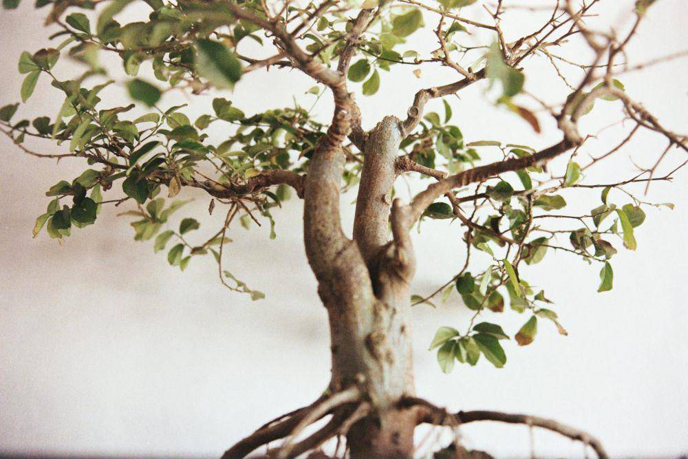 Ilustrasi tanaman bonsai untuk iklim tropis (pexels.com/Zulian Yuliansyah)