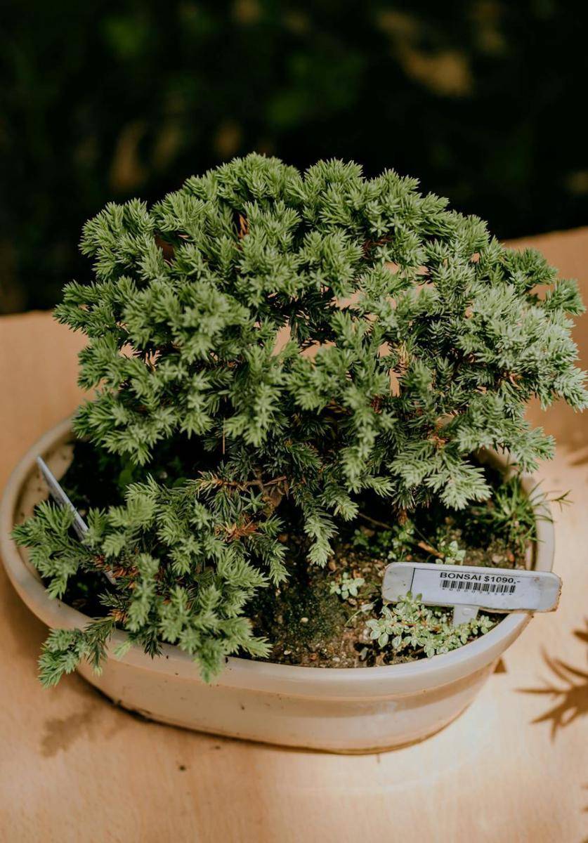 Ilustrasi tanaman bonsai untuk iklim tropis (pexels.com/Luciana Sena)