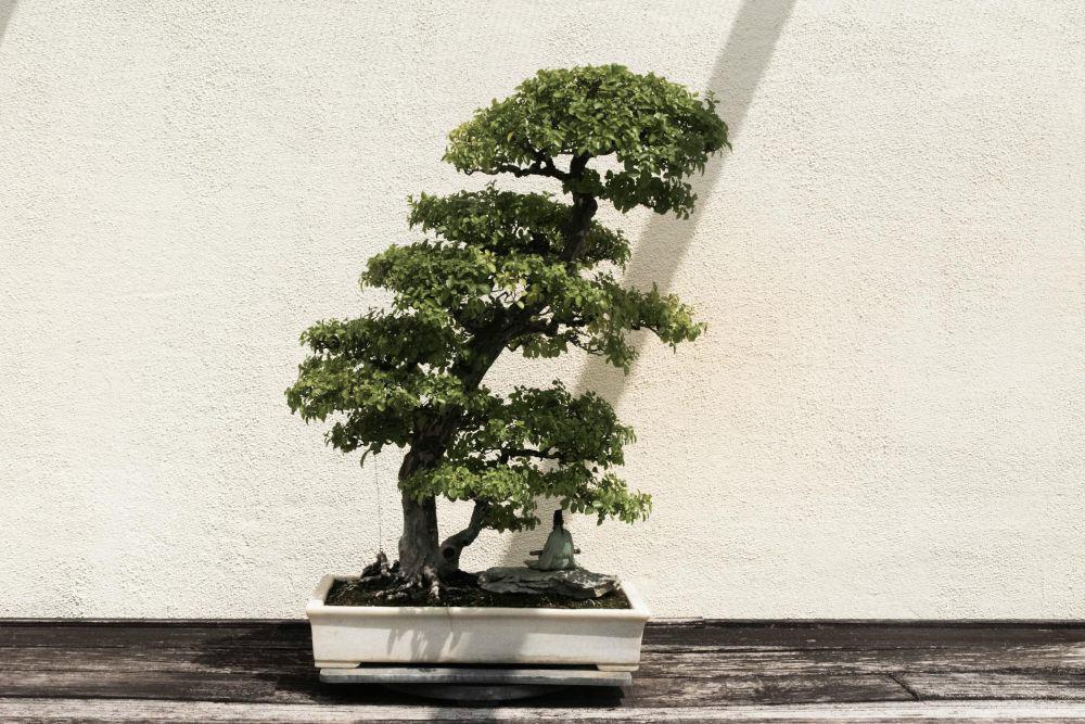 5 Tanaman Bonsai yang Cocok untuk Iklim Tropis, Bikin Tamanmu Cantik