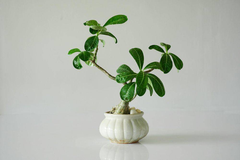 Ilustrasi tanaman bonsai untuk iklim tropis (pexels.com/Sutee Vichaporn)