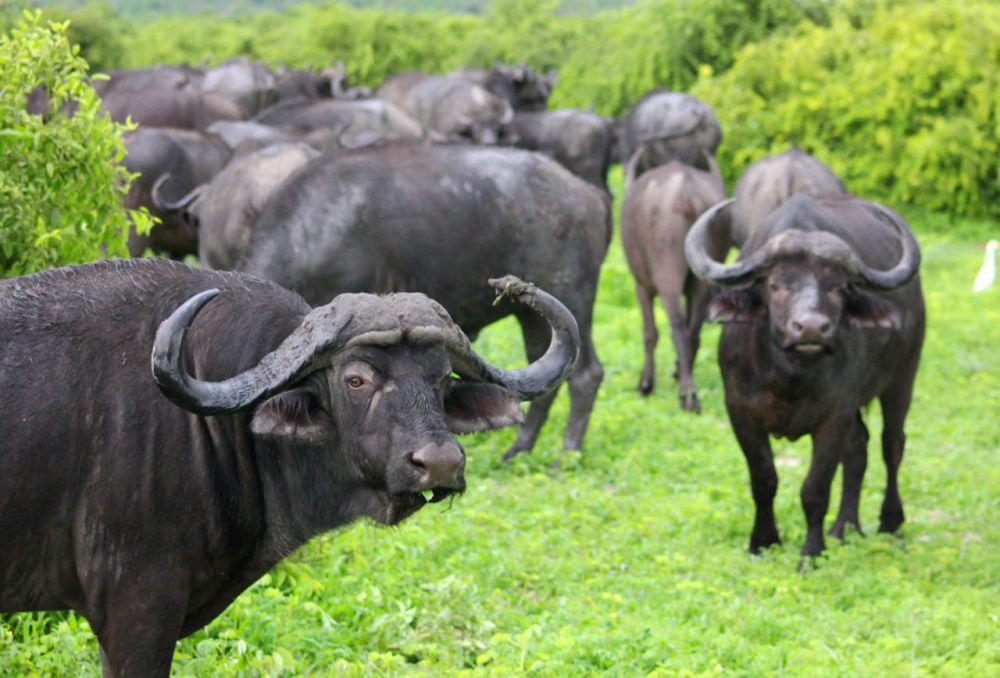 [Cek Fakta] Buffalo Pose Kerbau, Ngefreeze Saat Merumput