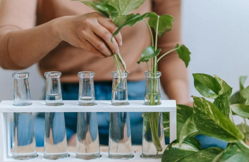Cocok Buat Hiasan, 5 Tanaman Ini Bisa Tumbuh di Botol Air Tanpa Tanah