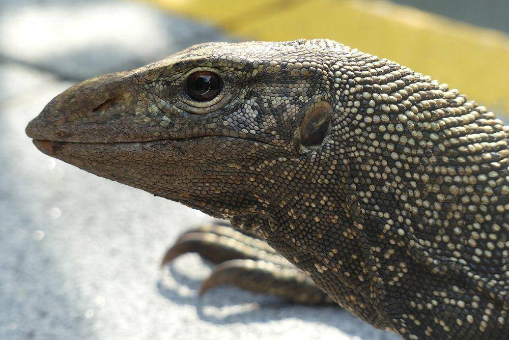Biawak abu-abu (commons.wikimedia.org/Luke Romaine)