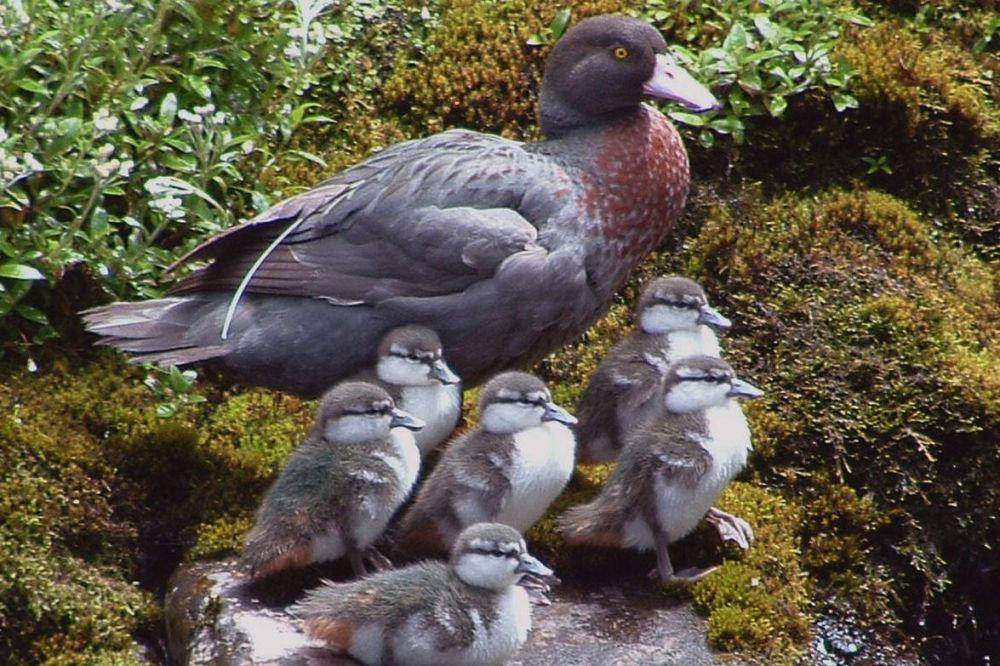 blue duck dewasa bersama anak-anak (commons.wikimedia.org/Department of Conservation New Zealand - Tyrone Smith)